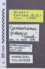 Etikette zu Cardiorhinus plebejus (NHMW-ZOO-COL-0010594)